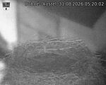 Capi_Dubne_20260831_052002.jpg