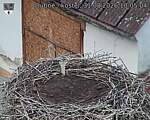 Capi_Dubne_20260831_100504.jpg