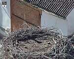 Capi_Dubne_20260831_162503.jpg