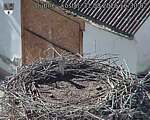 Capi_Dubne_20260831_163003.jpg