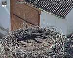 Capi_Dubne_20260831_163503.jpg