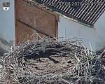 Capi_Dubne_20260831_164504.jpg