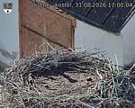 Capi_Dubne_20260831_170004.jpg