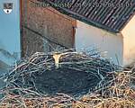 Capi_Dubne_20260901_063003.jpg