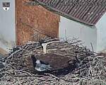 Capi_Dubne_20260901_075003.jpg