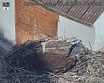 Capi_Dubne_20260901_081003.jpg