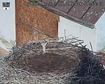 Capi_Dubne_20260901_085503.jpg