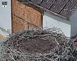 Capi_Dubne_20260901_130503.jpg