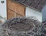 Capi_Dubne_20260901_143503.jpg