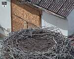 Capi_Dubne_20260901_151003.jpg