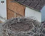 Capi_Dubne_20260901_165003.jpg