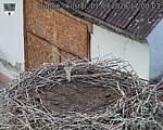 Capi_Dubne_20260901_170003.jpg