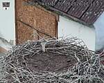 Capi_Dubne_20260901_171003.jpg