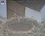 Capi_Dubne_20260901_190002.jpg