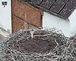 Capi_Dubne_20260903_063003.jpg
