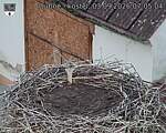 Capi_Dubne_20260903_070504.jpg