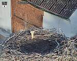 Capi_Dubne_20260903_071003.jpg