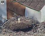 Capi_Dubne_20260903_074003.jpg