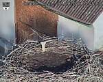 Capi_Dubne_20260903_074503.jpg