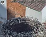 Capi_Dubne_20260903_081003.jpg