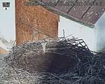 Capi_Dubne_20260903_085003.jpg