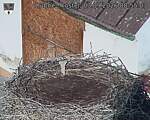 Capi_Dubne_20260903_085503.jpg