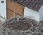 Capi_Dubne_20260903_144003.jpg