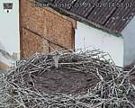 Capi_Dubne_20260903_145002.jpg