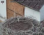 Capi_Dubne_20260903_150003.jpg