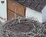 Capi_Dubne_20260903_170503.jpg