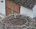 Capi_Dubne_20260903_190003.jpg