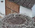 Capi_Dubne_20260903_191004.jpg