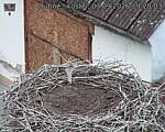 Capi_Dubne_20260903_192004.jpg