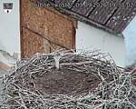 Capi_Dubne_20260903_193002.jpg