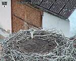 Capi_Dubne_20260903_193503.jpg