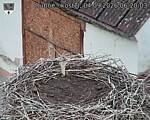 Capi_Dubne_20260904_062003.jpg