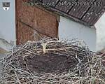 Capi_Dubne_20260904_065021.jpg