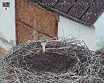 Capi_Dubne_20260904_083503.jpg