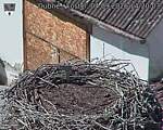 Capi_Dubne_20260904_142003.jpg