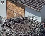 Capi_Dubne_20260904_145502.jpg
