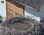 Capi_Dubne_20260904_151004.jpg