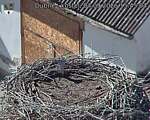 Capi_Dubne_20260904_154504.jpg