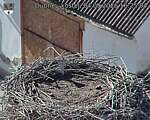 Capi_Dubne_20260904_162504.jpg