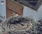 Capi_Dubne_20260904_165002.jpg