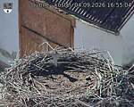 Capi_Dubne_20260904_165504.jpg