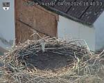 Capi_Dubne_20260904_184003.jpg