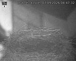 Capi_Dubne_20260907_044732.jpg