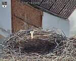 Capi_Dubne_20260907_073003.jpg