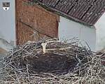 Capi_Dubne_20260907_074003.jpg