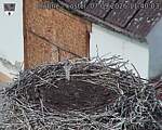 Capi_Dubne_20260907_114003.jpg